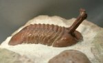 Russian Ordovician Trilobite Asaphus kowalewskii with Evolved High Eye Stalks